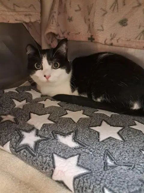 Cookie - Domestic Short Hair