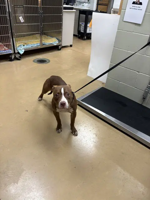 Willow - Pit Bull Terrier