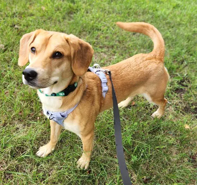 Duckie - Labrador Retriever