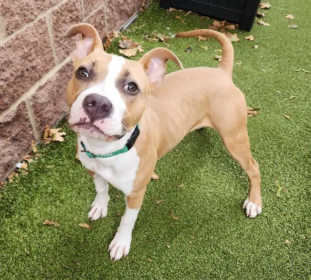 Tiana - Pit Bull Terrier