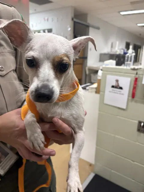 Poppy - Chihuahua