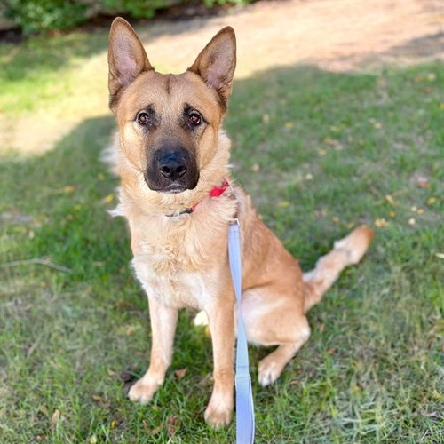 TONKA, a dog for adoption from Minneapolis Animal Care and Control