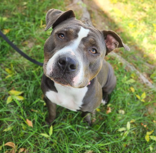 SWEETY, a dog for adoption from Minneapolis Animal Care and Control
