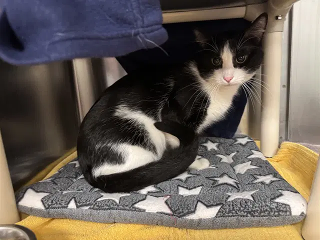 Panda - Domestic Short Hair