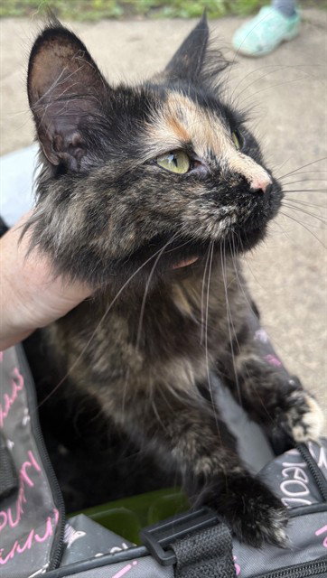 *CASSIE, a cat for adoption from Minneapolis Animal Care and Control