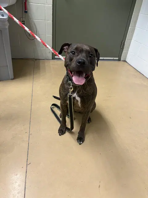 King Rocco - Pit Bull Terrier