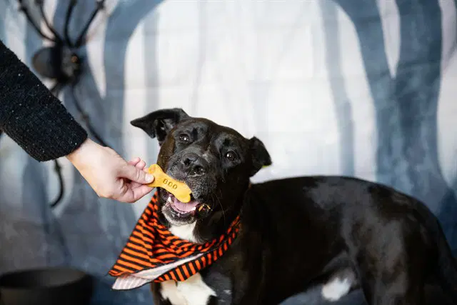 Zeno - Labrador Retriever