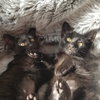Licorice (C-22) - Photo 1