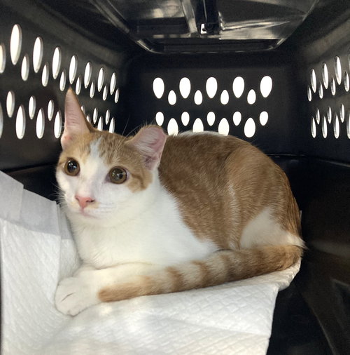 RYAN - Domestic Short Hair available for adoption