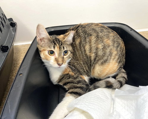 RUBY - Calico / Tabby available for adoption