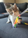 JiJi - Photo 1