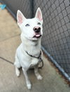Hachi - Photo 1