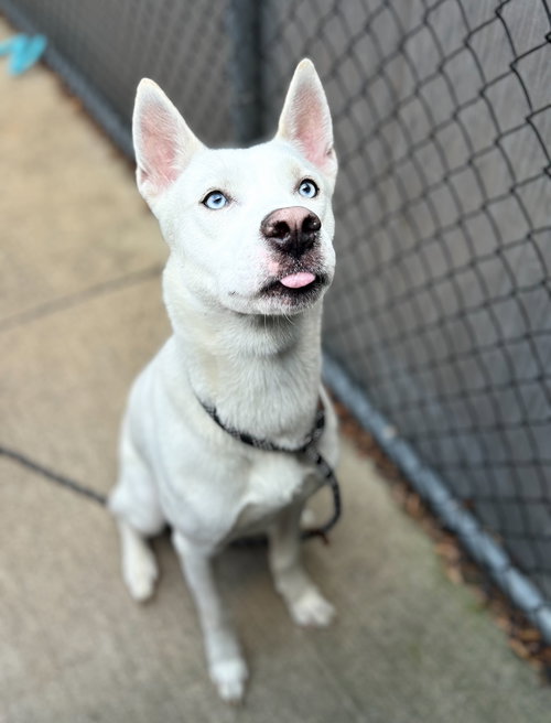 HACHI - Husky available for adoption
