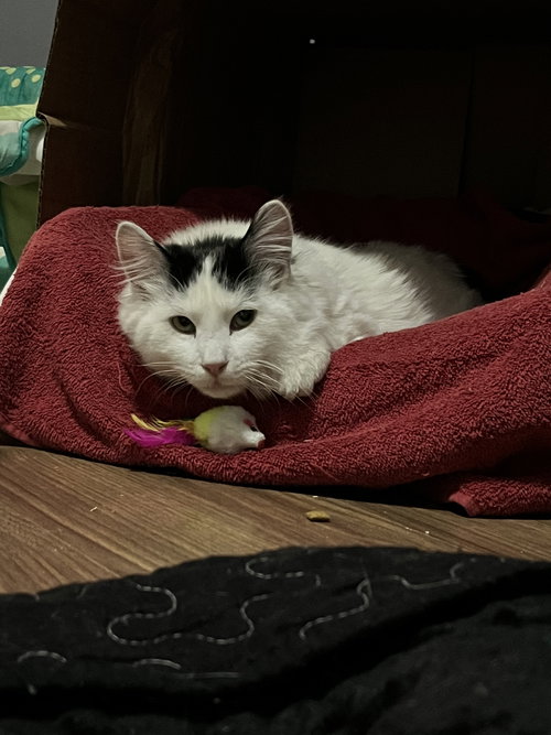 BUCK FLUFFINGTON - Domestic Short Hair available for adoption