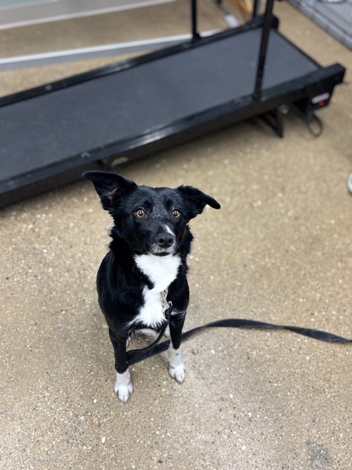 FLY - Border Collie available for adoption