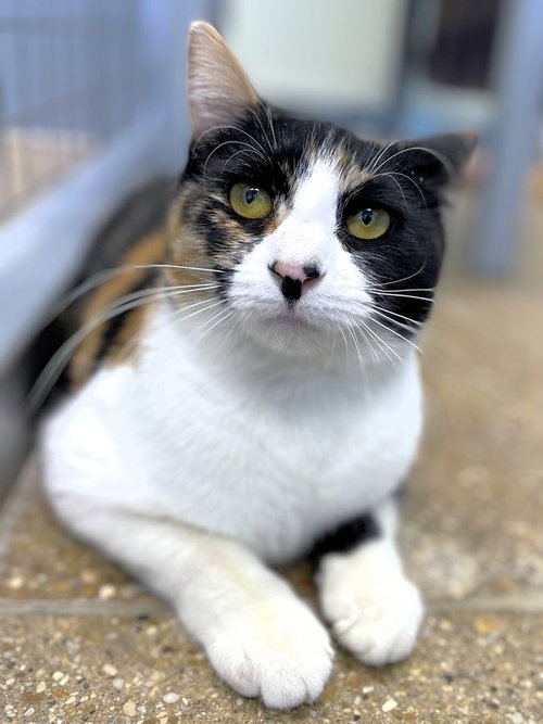 MARGIE (2025) - Calico available for adoption