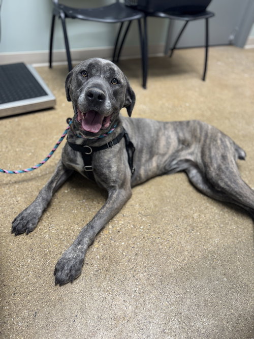 MAISIE - Cane Corso Mastiff available for adoption