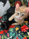Pickles - Photo 1