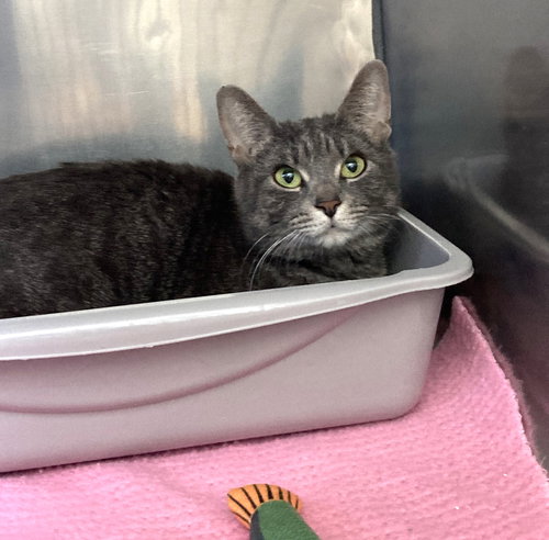 ROXIE - Domestic Short Hair available for adoption