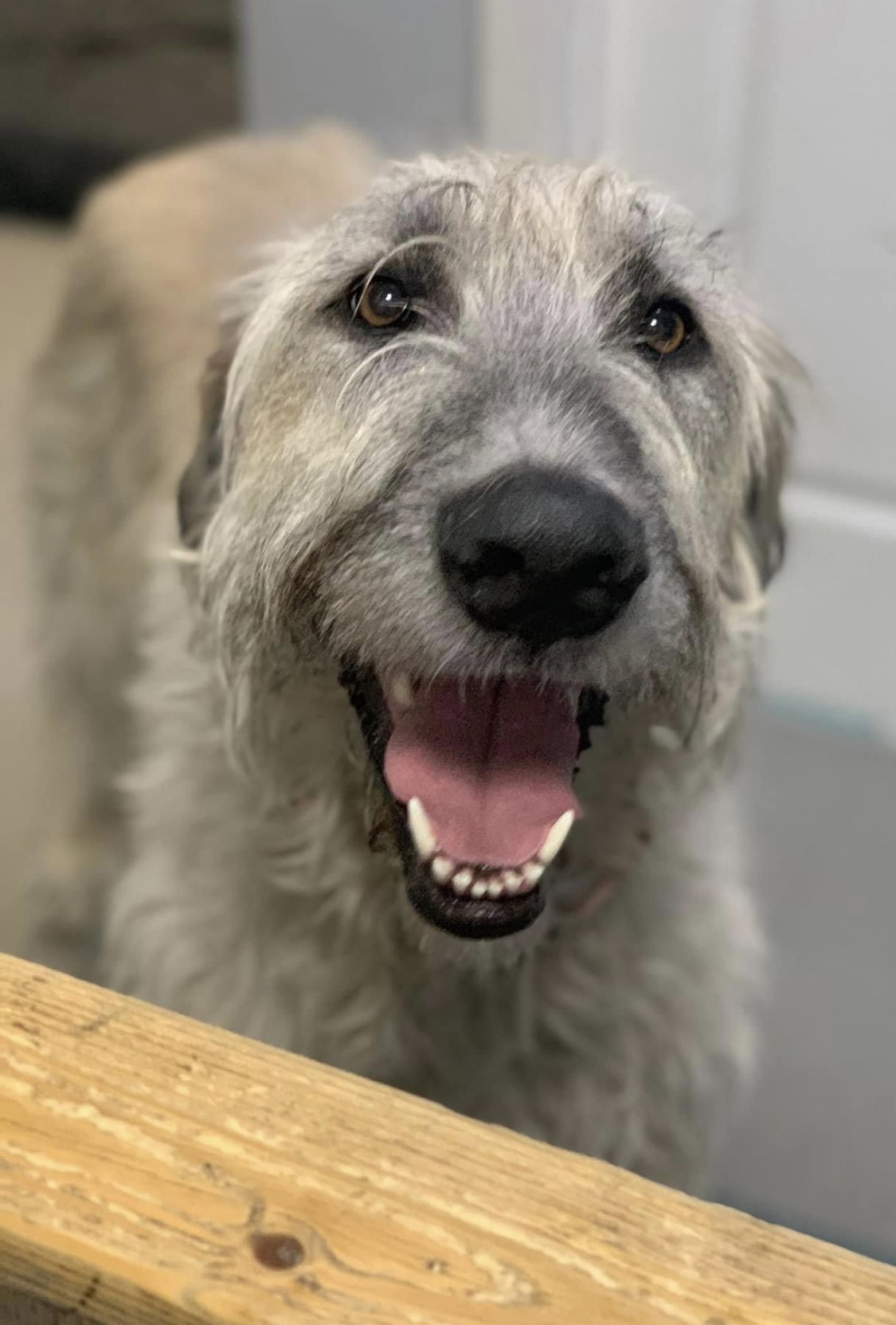 Dog for Adoption Rahne, a Irish Wolfhound in Forest Park, IL Alpha Paw