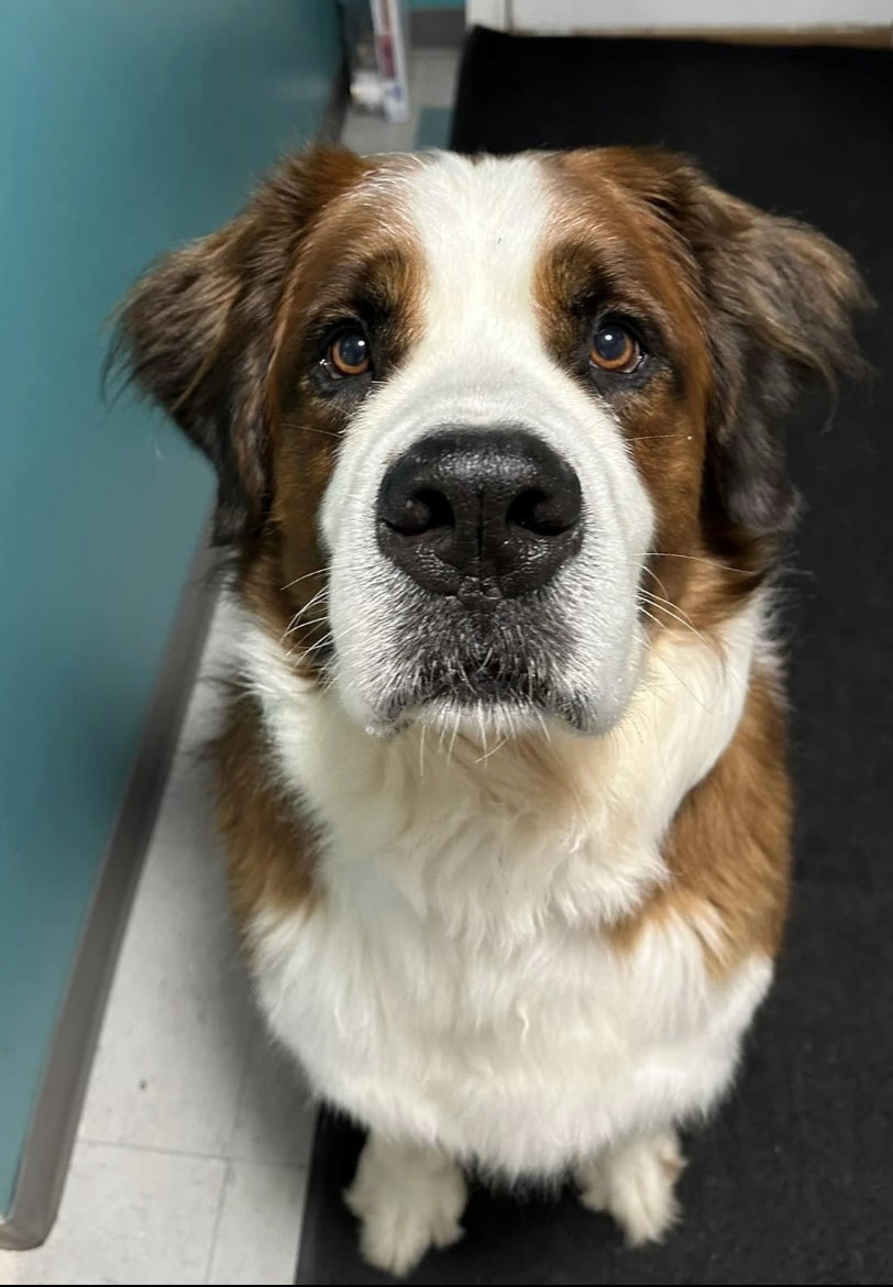 Dog for Adoption Abe, a Saint Bernard in Michigan City, IN Alpha Paw