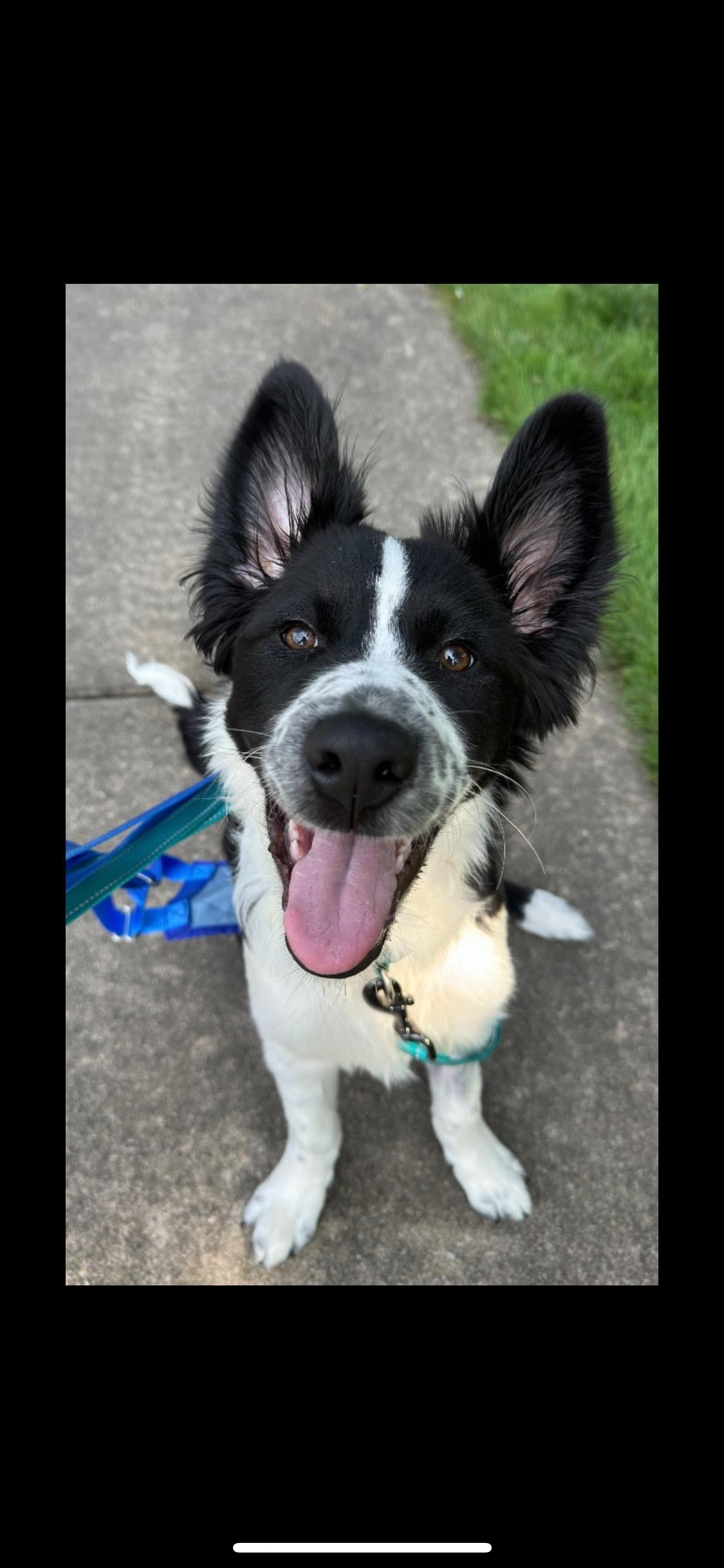 adoptable Dog in Valparaiso, IN named Deke