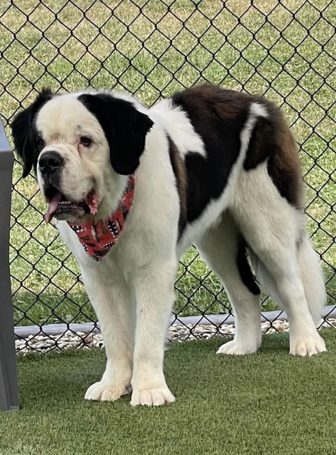 adoptable Dog in Valparaiso, IN named Rowdy