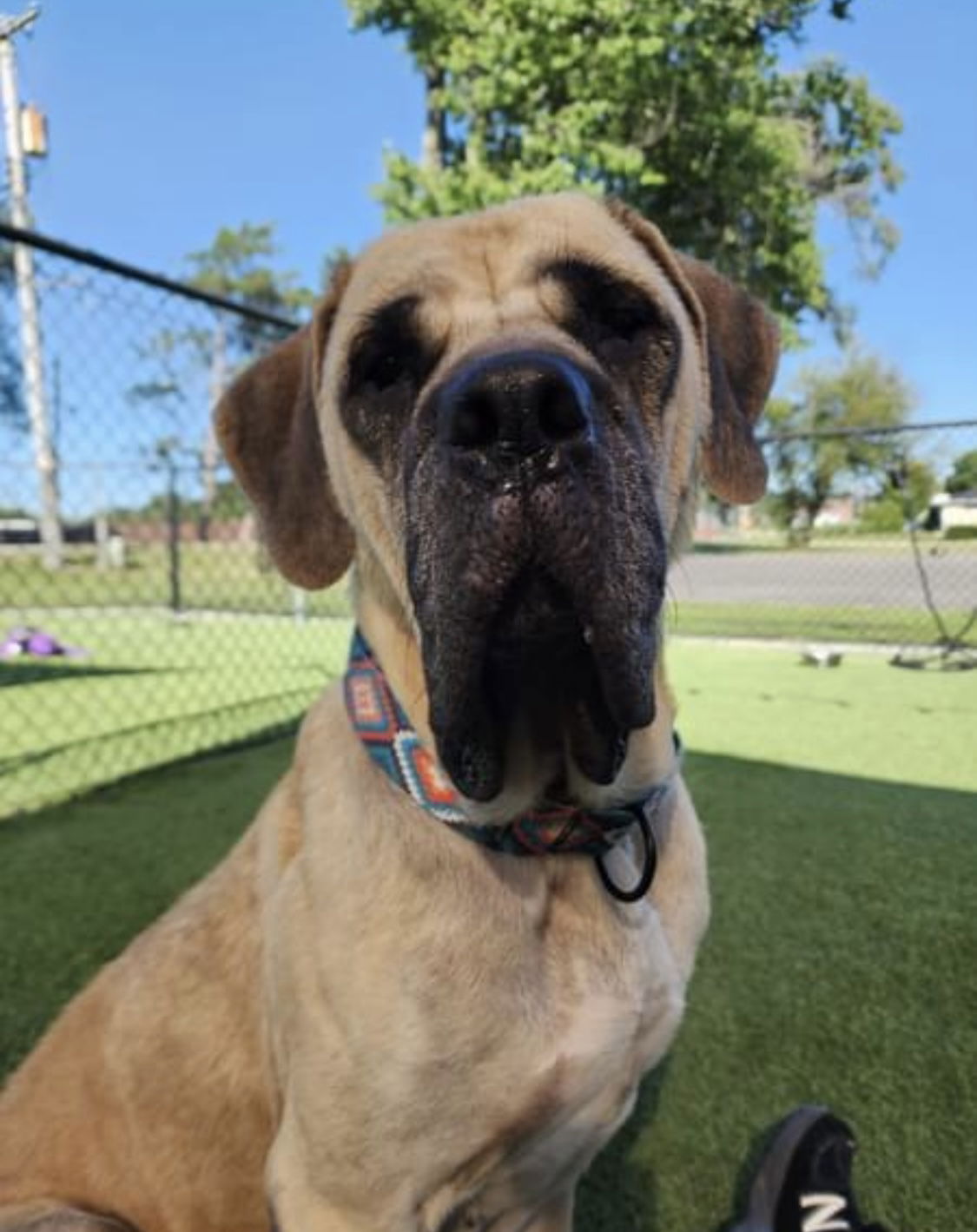 adoptable Dog in Valparaiso, IN named Blanche