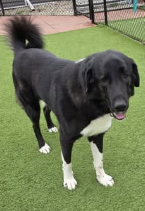 BUTLER - Great Pyrenees available for adoption