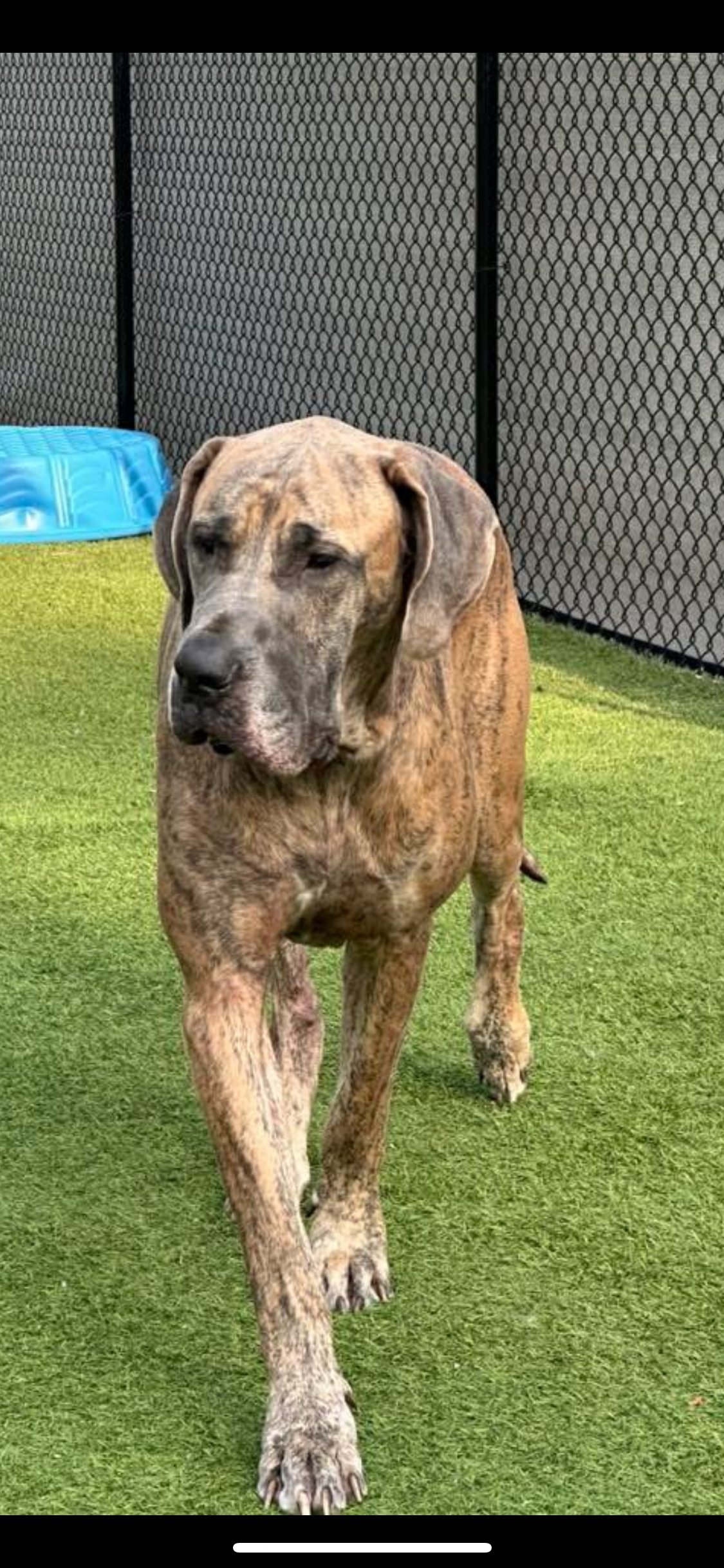adoptable Dog in Valparaiso, IN named Rex