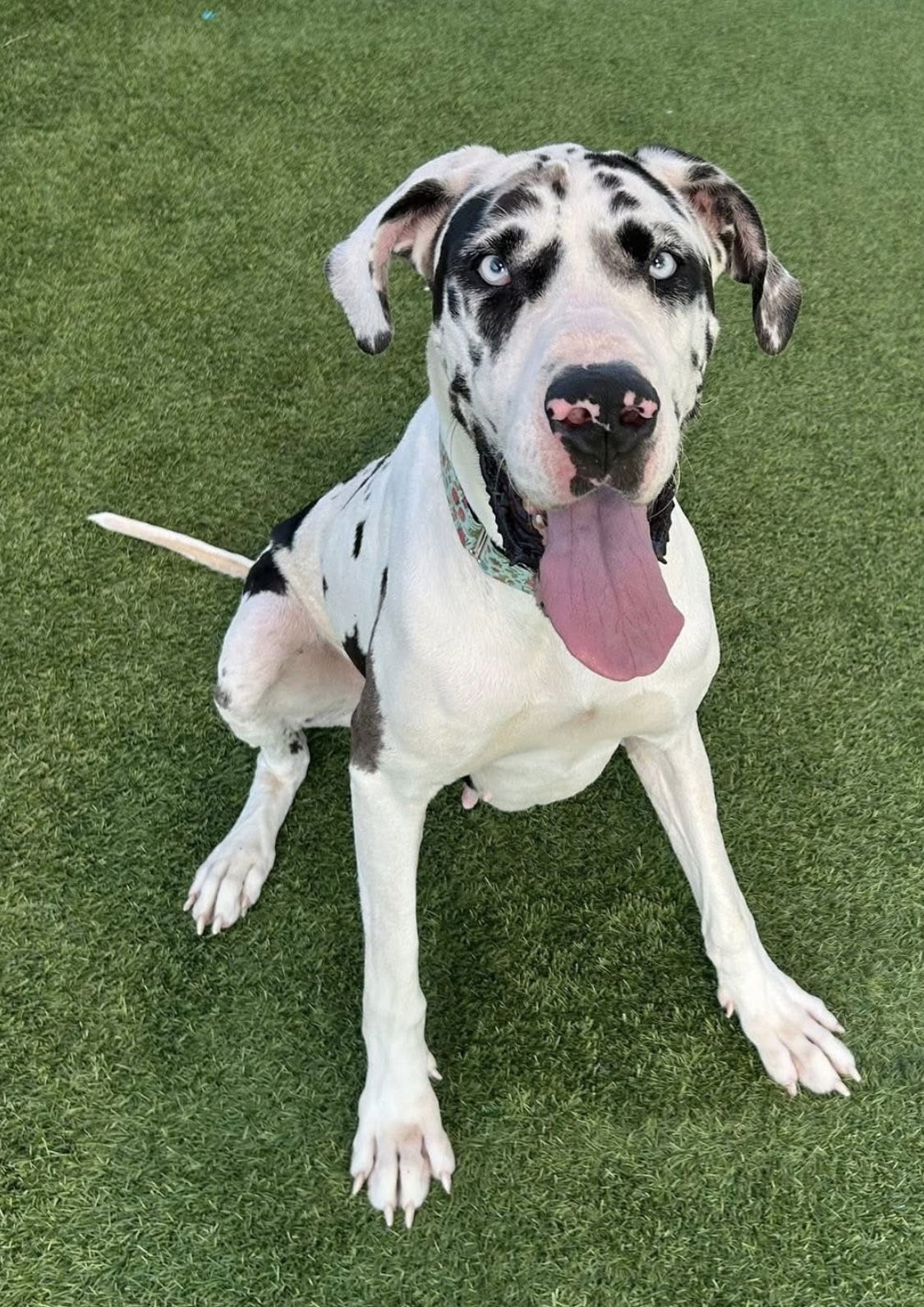 adoptable Dog in Valparaiso, IN named Dani