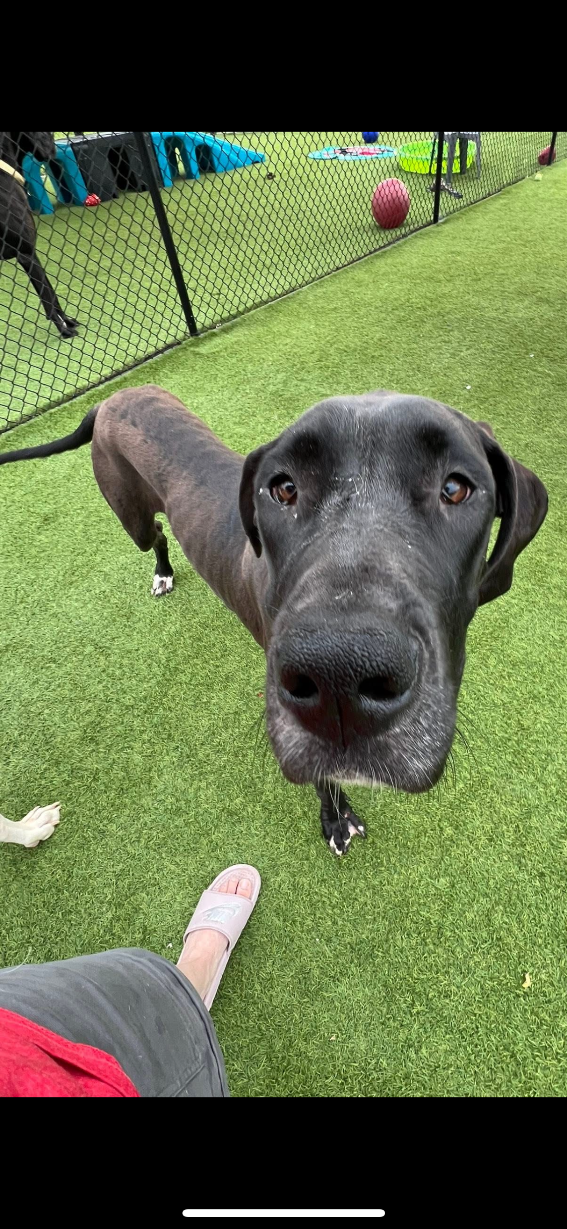 adoptable Dog in Valparaiso, IN named Darcy