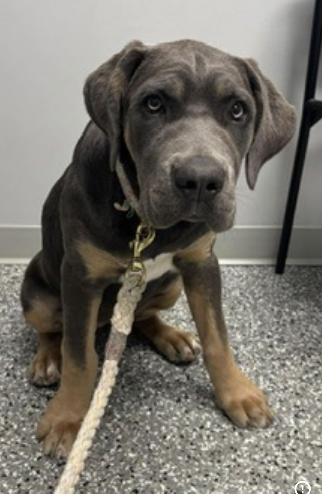 adoptable Dog in Valparaiso, IN named Stella