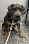 adoptable Dog in  named Stella