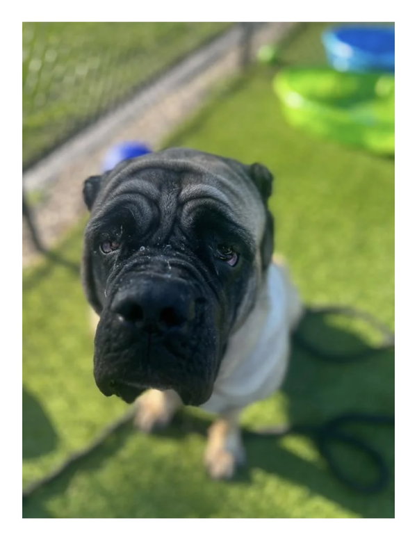 Lulubelle