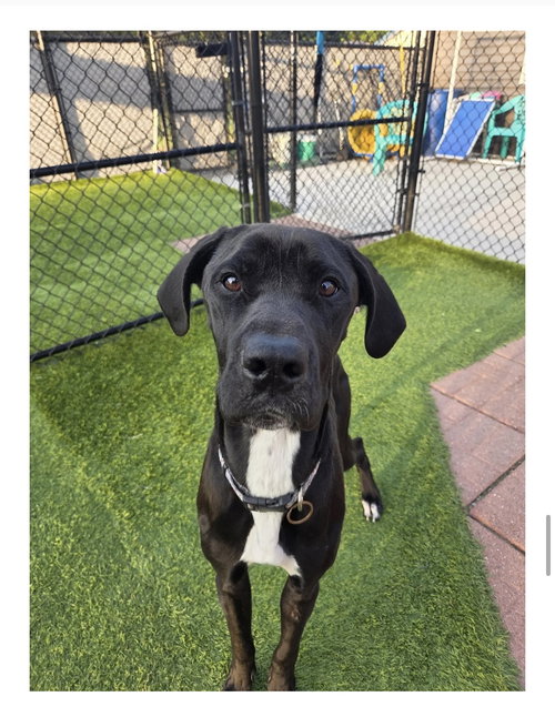 MAVIS - Great Dane available for adoption