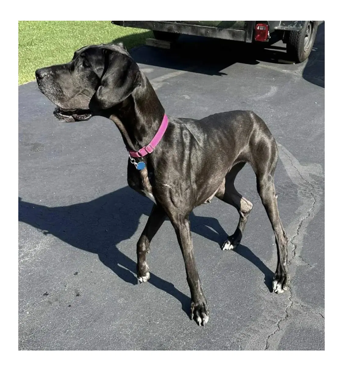 Dana - Great Dane