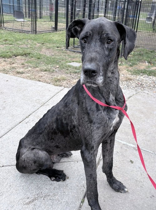 SHORT RIB - Great Dane available for adoption