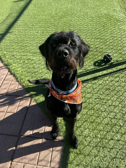 ATLAS - Schnauzer / Poodle (Standard) available for adoption