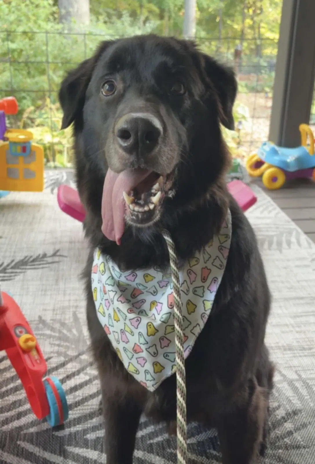 Darwin - Great Pyrenees