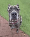 Athena - Photo 1