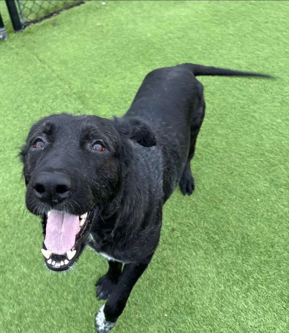 Grizzly - Dutch Shepherd