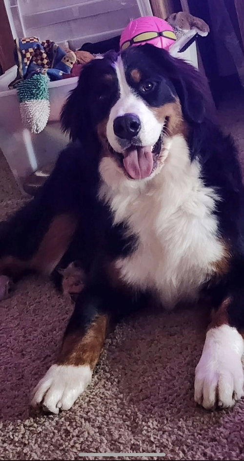 Max, an adoptable Bernese Mountain Dog in Valparaiso, IN