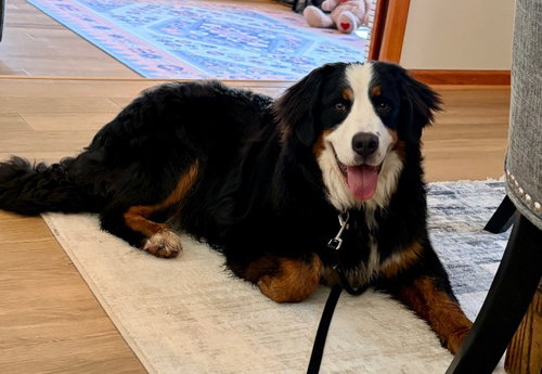 Dana, an adoptable Bernese Mountain Dog in Valparaiso, IN