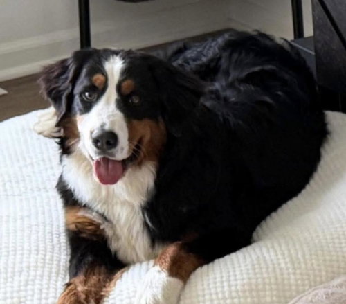 Winter, an adoptable Bernese Mountain Dog in Valparaiso, IN