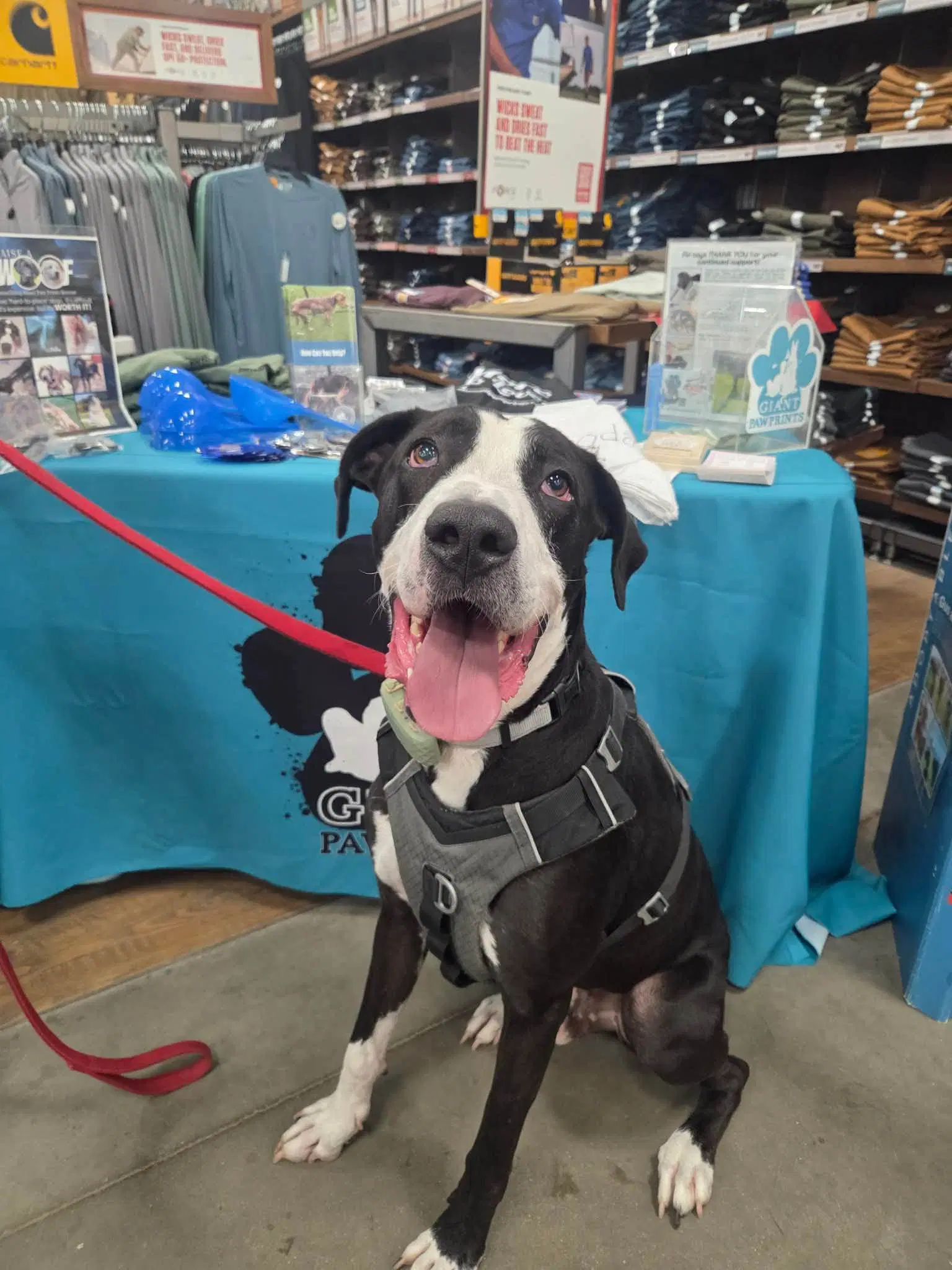Dunder - Great Dane