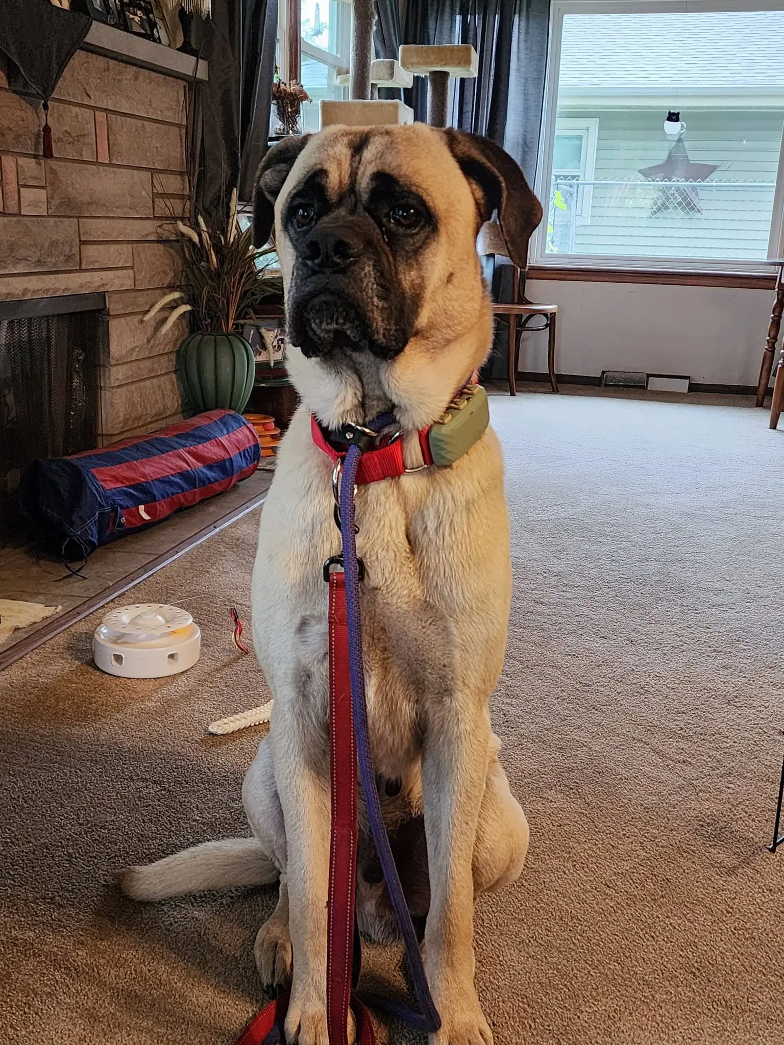 Caesar - Mastiff