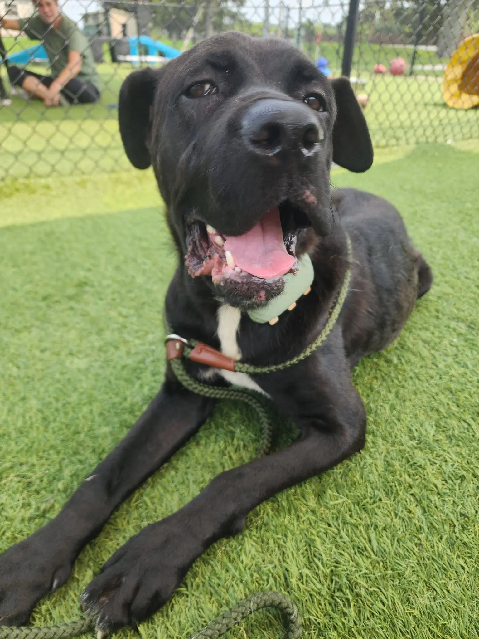 Shadow - Mastiff
