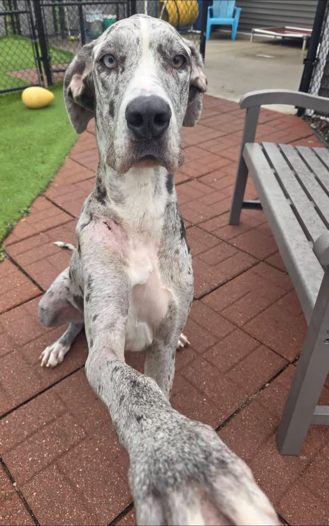 Anna, Great Dane