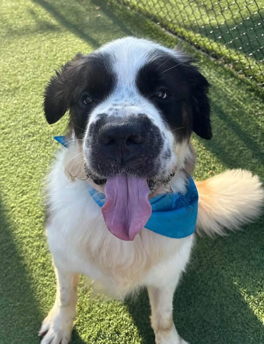 Herb, Saint Bernard